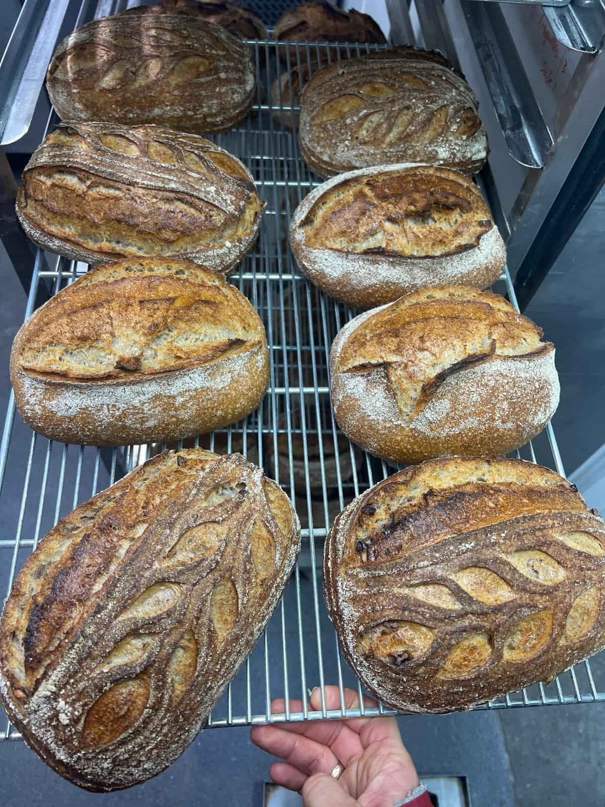 Oven-Loaves